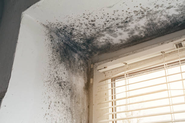 Affordable Mold Remediation solutions in New Millport, PA